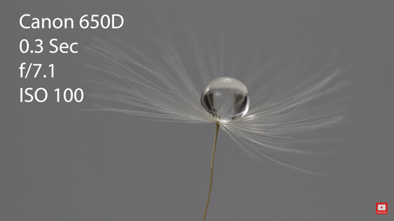 water drop on dandelion clock