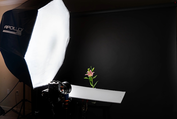 flower photo with side lighting and dark background