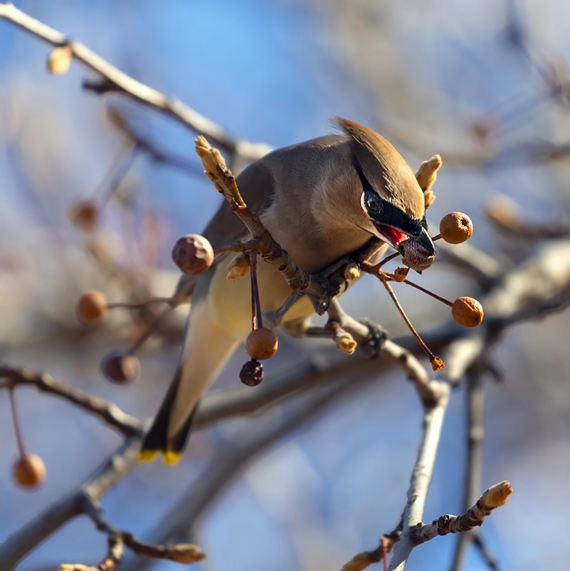 a bird eating fruit