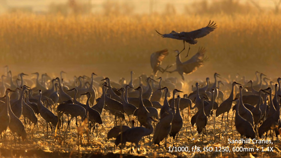 bunch of birds art wolf