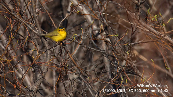 bird in its habitat frans lanting