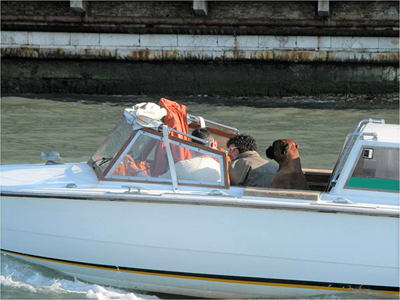 dog in a boat