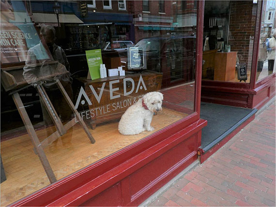 dog in shop window