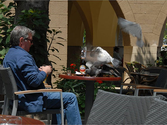 pigeons stealing food