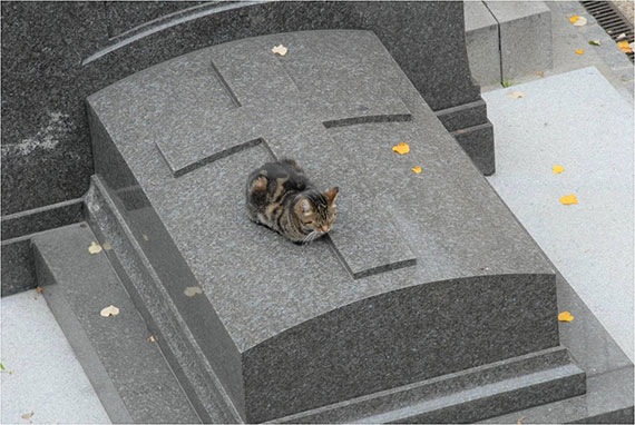 cemetery cat