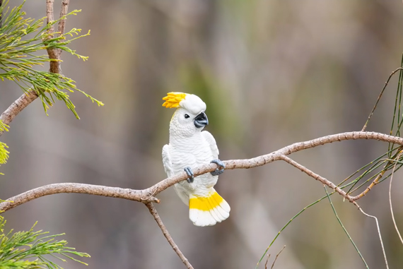 bird photo with distracting background