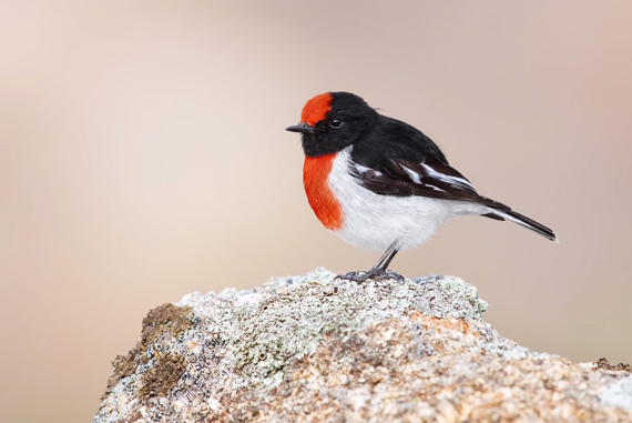 robin with a rock in the background