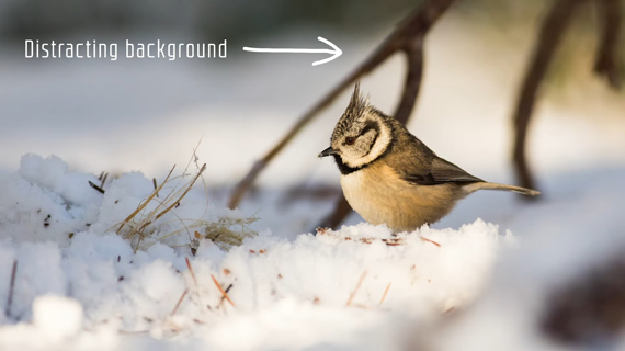 distracting background in bird photography