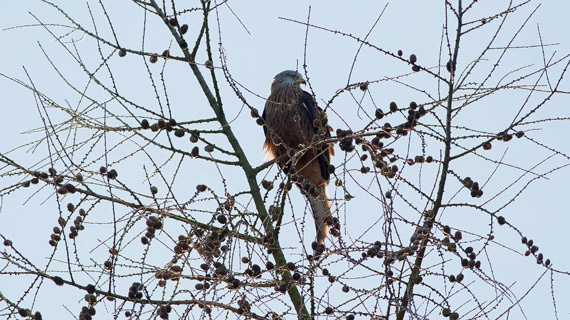 bird amidst branches shot with manual focus