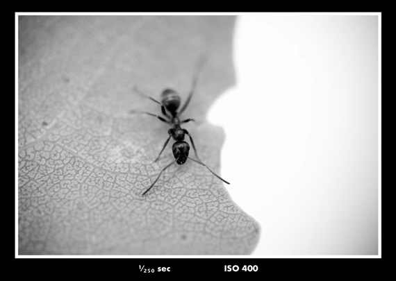 black and white macro photo of an ant