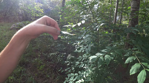 holding a leaf for macro photo using natural light