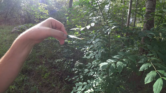 holding a leaf for macro photo using natural light