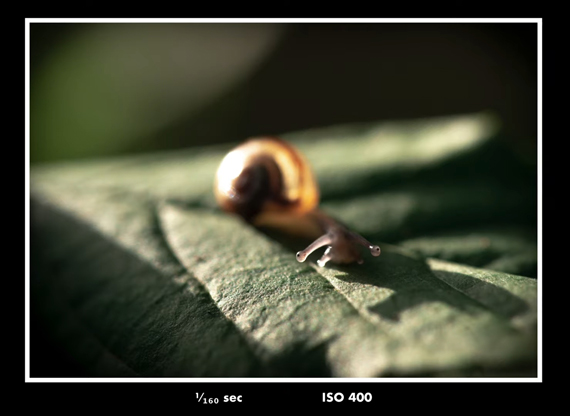 natural light macro photo with side lighting