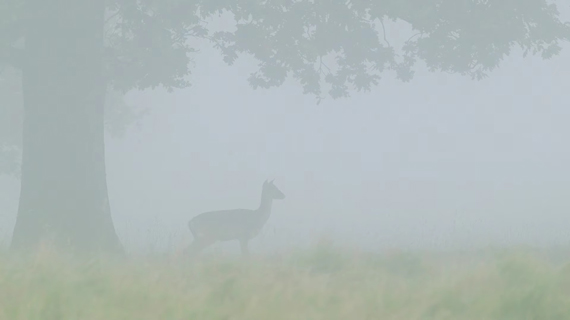 manual focus wildlife in misty condition