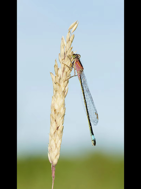 manual focus skinny wildlife subjects