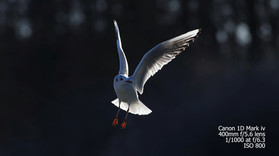 shooting backlit wildlife against dark background