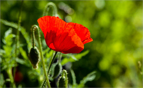 point of interest with color and DOF