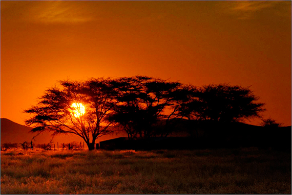 orange sky sunset through the trees