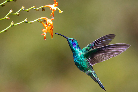 hummingbird photography tips