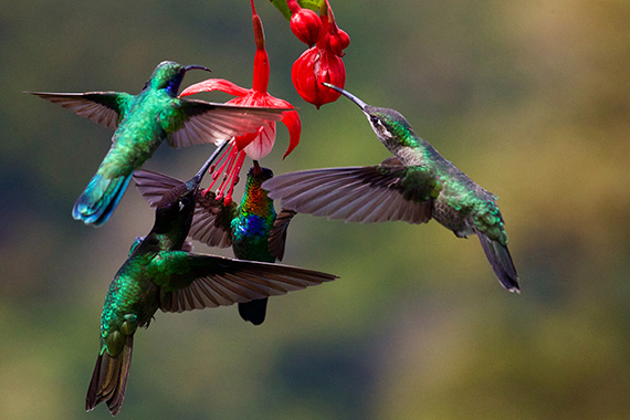 how to capture hummingbirds for photography
