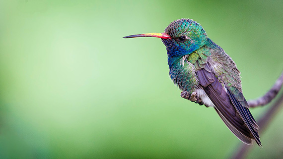 hummingbird photography tips bokeh