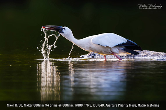 photo taken at bird sanctuary