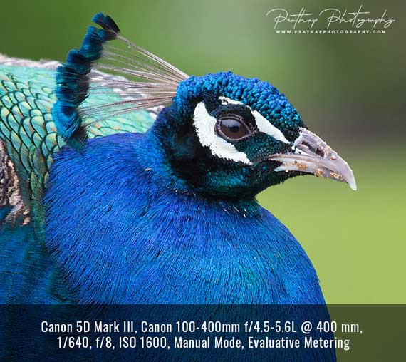 using maximum focal length for bird photography