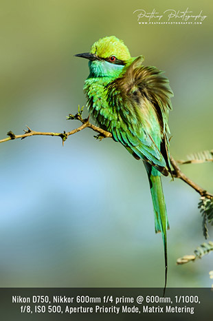 frontal light on bird