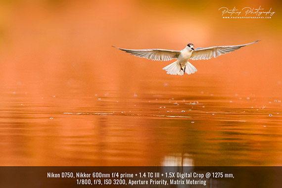 beautiful background for bird photo