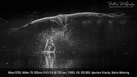 stopping down the aperture in bird photography