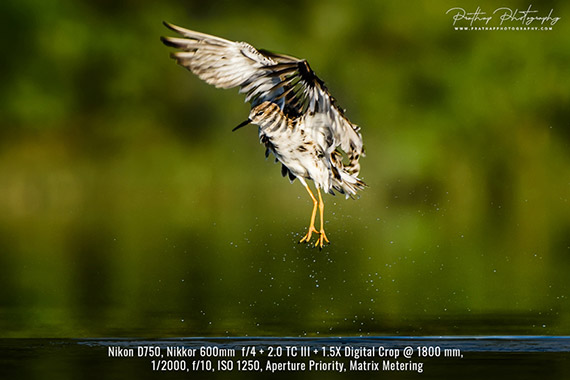 using ISO 400 for bird photography