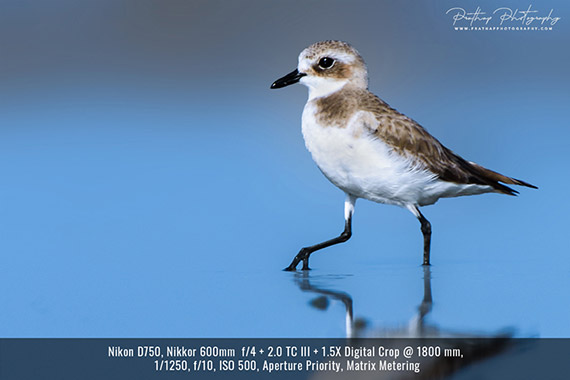 shooting bird photo at its eye level