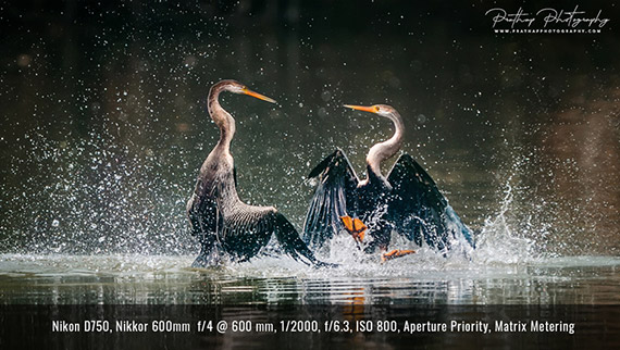 using autofocus in bird photography