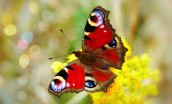 butterfly photography tips