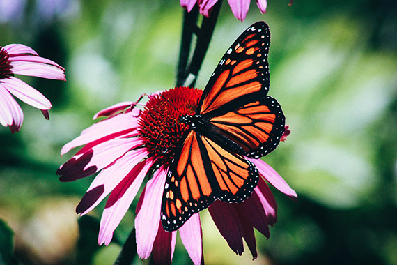 butterfly photo tips