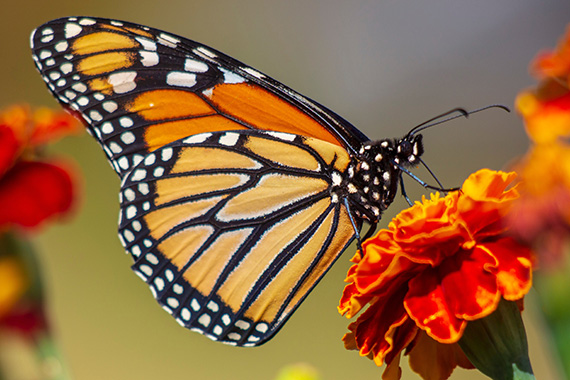 butterfly photography tips