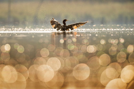 bird bokeh