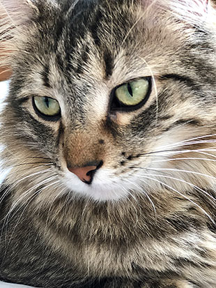 solving the problem of stray whiskers in cat photos