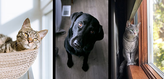 indoor lighting for pet photography