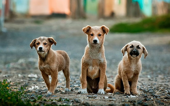 pet photography outdoors