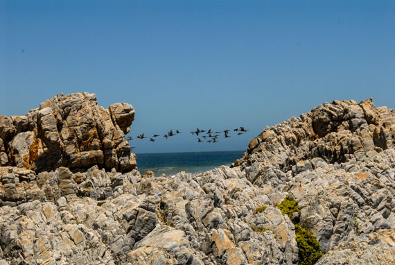 have your camera ready to capture birds in flight