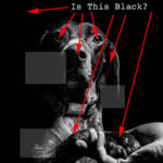 Understanding Black Point for B&W Photography
