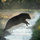 Interesting Photo of the Day: Black Bear Leaping Over Canal