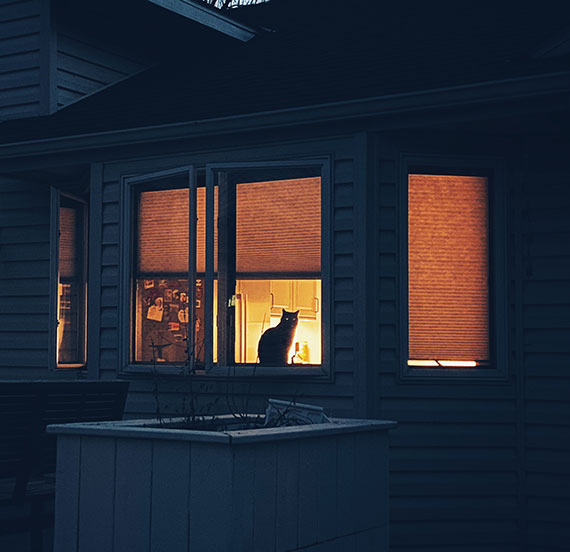 cat in a window 