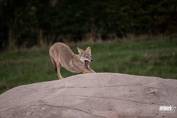 animal sanctuary photo tips