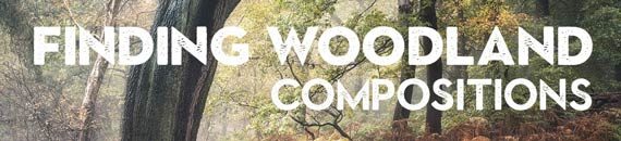 Woodland Photography: 7 Composition Tips