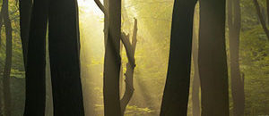 Interesting Photo of the Day: Sunlight Through Forest