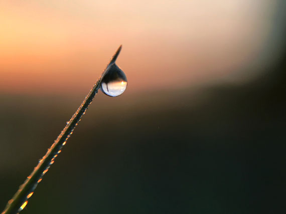 dew drop photo