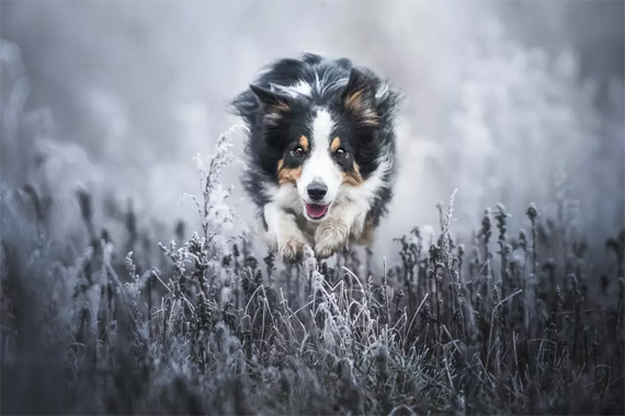 action dog portrait