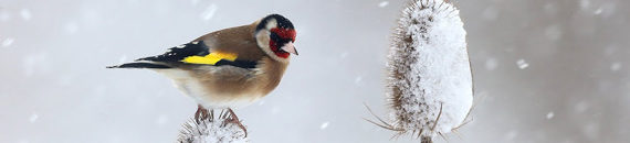 Bird Photography Tips in Rain & Snow